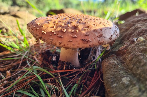 Feb 2026 - Otters Den (13)